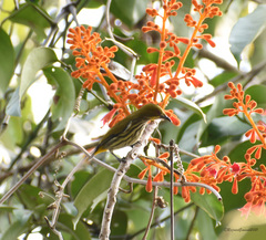 Dicaeum chrysorrheum