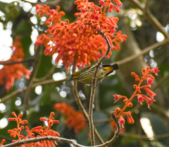 Dicaeum chrysorrheum