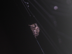 Chorizopesoides wulingensis