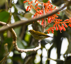 Dicaeum chrysorrheum