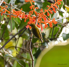 Dicaeum chrysorrheum