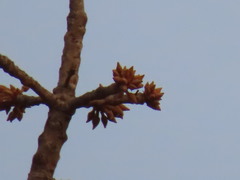 Madhuca longifolia latifolia