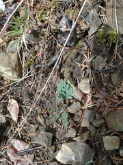 Lomatium martindalei