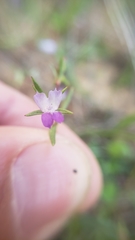 Collinsia sparsiflora collina