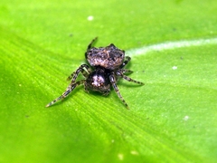 Chorizopesoides wulingensis