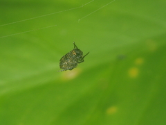 Chorizopesoides wulingensis