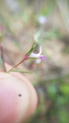 Collinsia sparsiflora collina