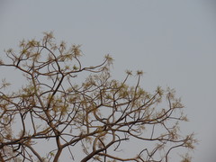 Lannea coromandelica