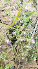 Collinsia sparsiflora collina