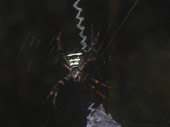 Argiope reinwardti