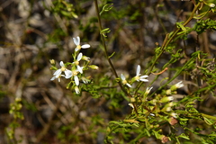 Olearia decurrens