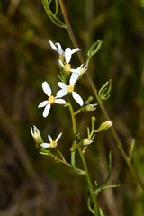 Olearia decurrens