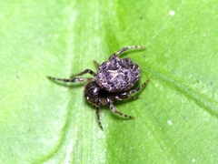 Chorizopesoides wulingensis