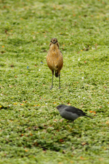 Grallaria quitensis