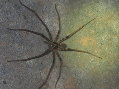 Heteropoda tetrica