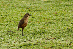 Grallaria quitensis