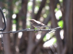 Setophaga coronata