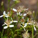 Olearia decurrens - Photo (c) Michael Keogh, some rights reserved (CC BY-NC-SA), uploaded by Michael Keogh