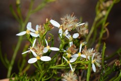 Olearia decurrens