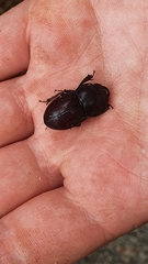 Geodorcus helmsi