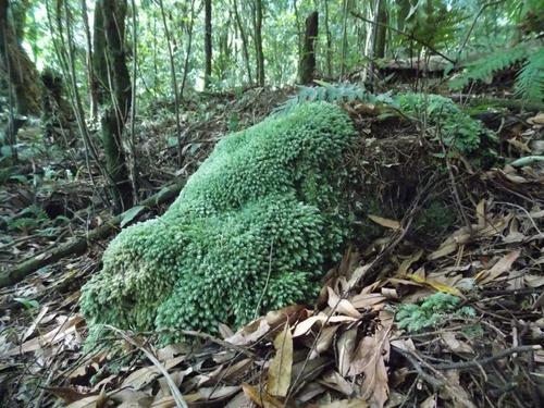 Leucobryum javense
