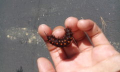 Battus philenor hirsuta