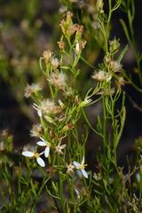 Olearia decurrens