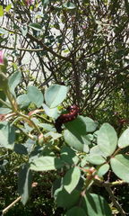 Battus philenor hirsuta