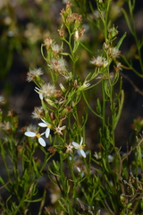 Olearia decurrens