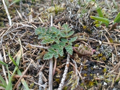 Lomatium martindalei