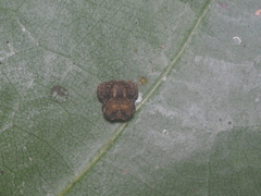 Boliscus tuberculatus