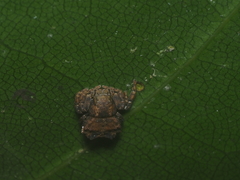 Boliscus tuberculatus