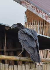 Corvus crassirostris