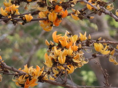 Butea monosperma lutea
