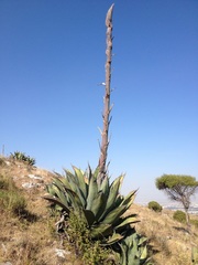 Agave salmiana ferox