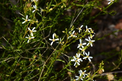 Olearia decurrens