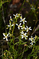 Olearia decurrens