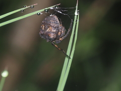 Poltys illepidus