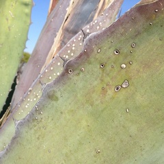 Agave salmiana ferox