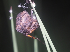 Poltys illepidus