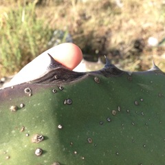 Agave salmiana ferox