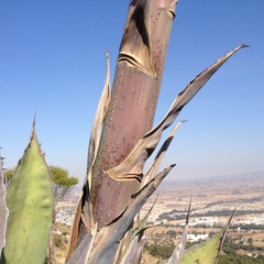 Agave salmiana ferox
