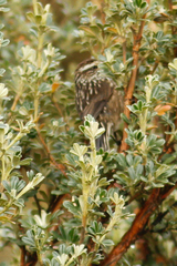 Leptasthenura andicola