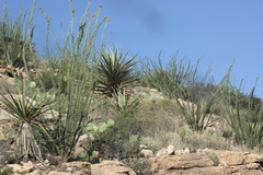 Yucca torreyi