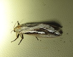 Abantiades labyrinthicus