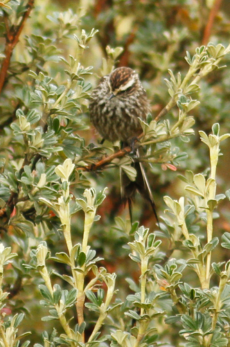 Leptasthenura andicola