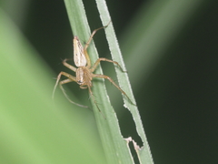 Oxyopes lineatipes
