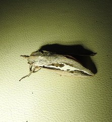 Abantiades labyrinthicus