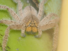 Heteropoda javana