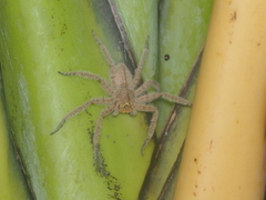 Heteropoda javana